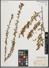 Foto von Salix triandra L.